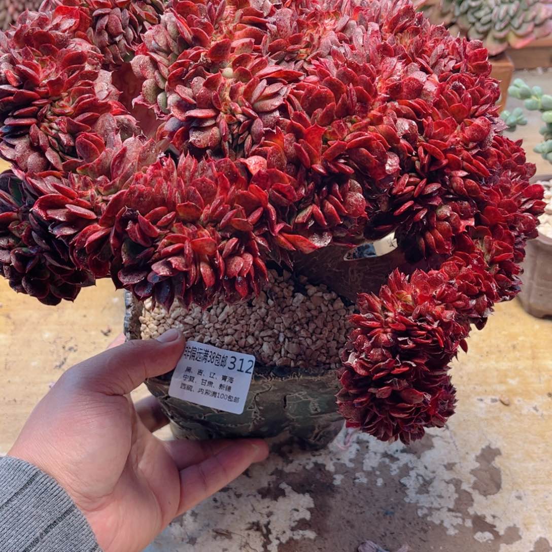 312斯特拉缀德华多肉