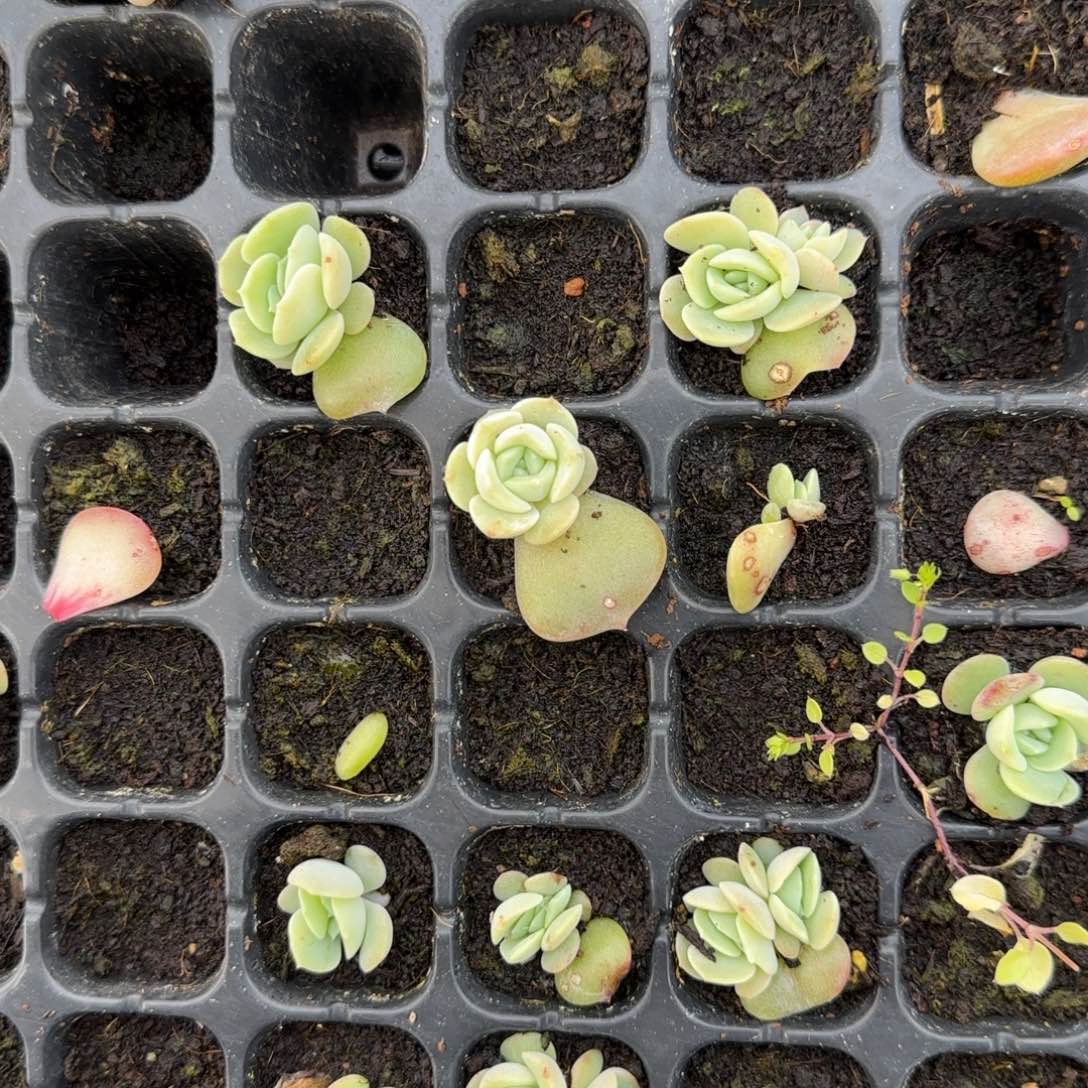 风花521 穴一个满25包邮