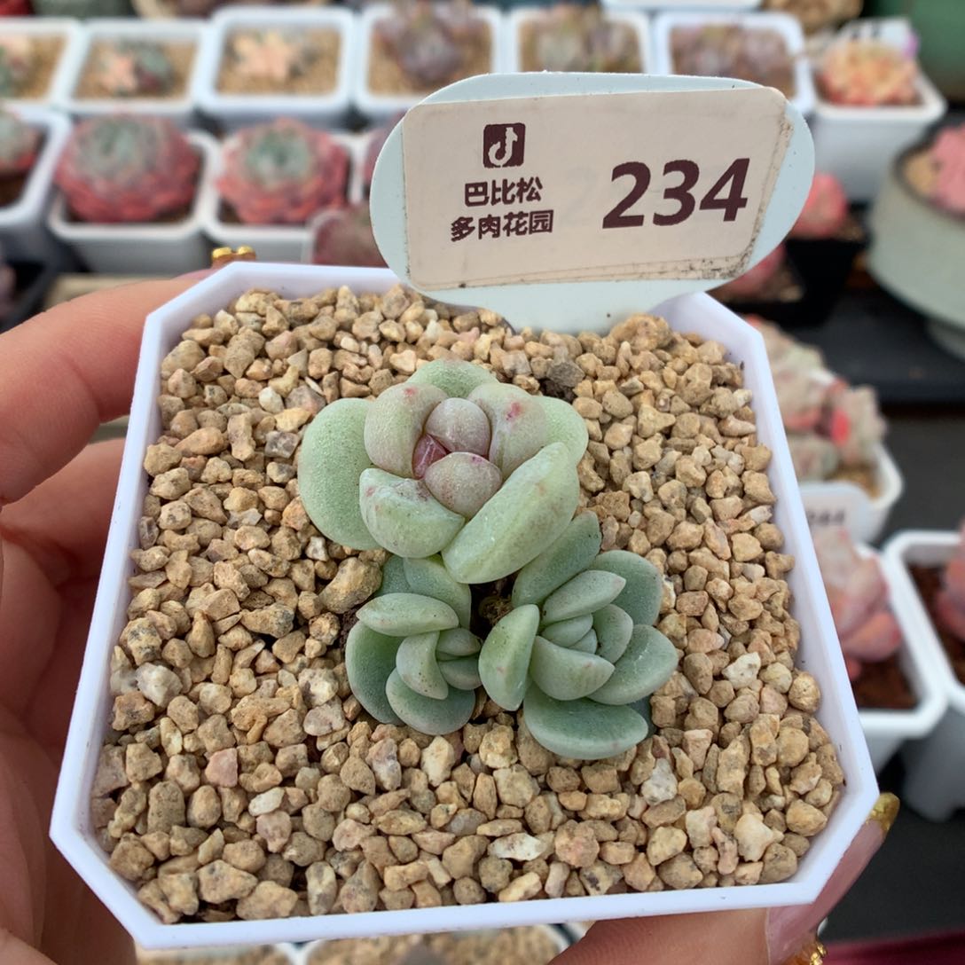 234三头冰玉石化多肉植物