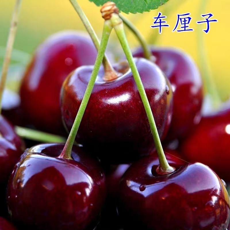 嫁接车厘子树苗樱桃树南北方种植盆栽庭院当年结果矮化水果树果苗