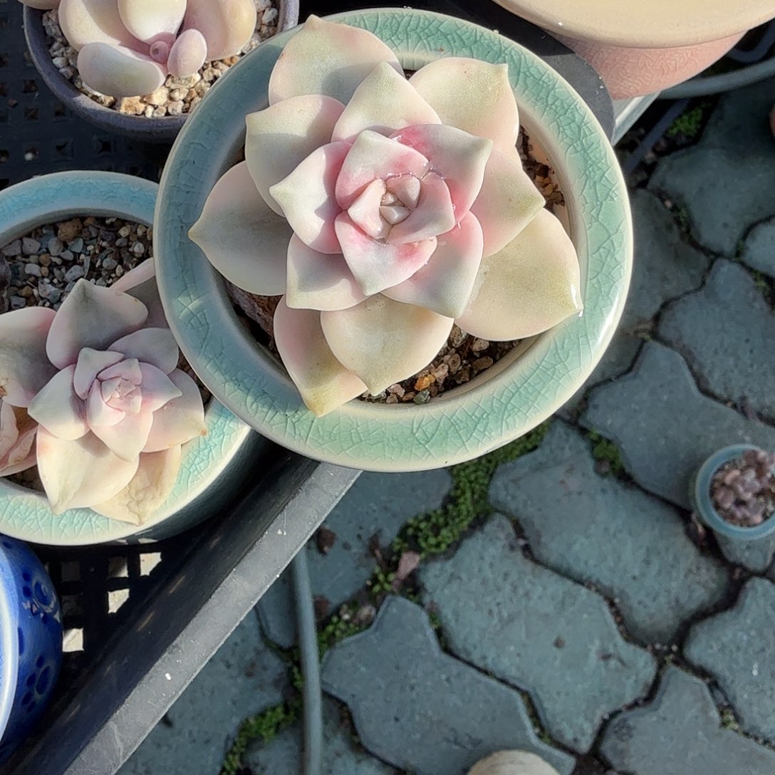 紫乐锦多肉带盆单头