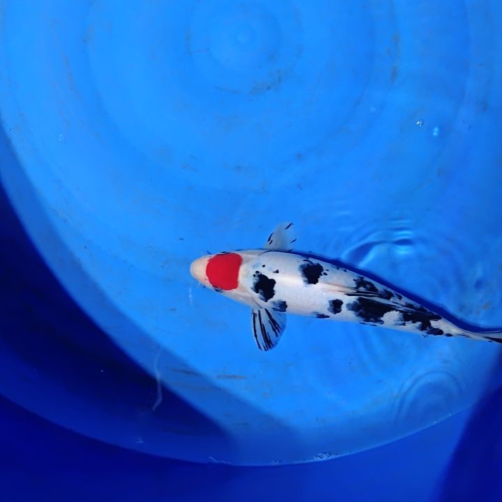 锦鲤锦鲤运输中包邮包损1