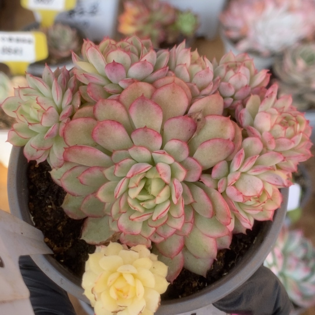 344黄覆轮梦幻玫瑰锦