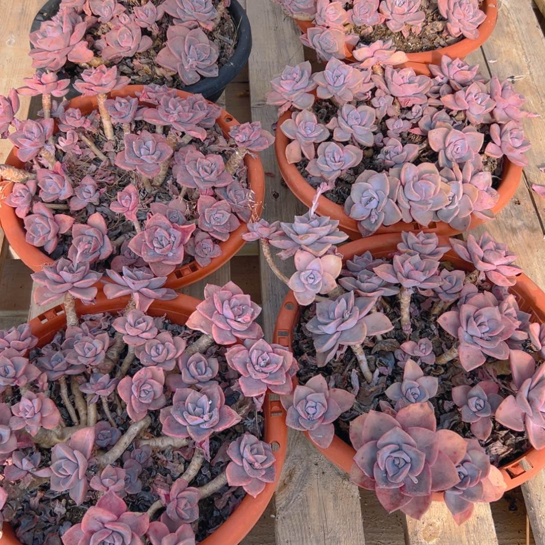 彩虹糖，满18包邮