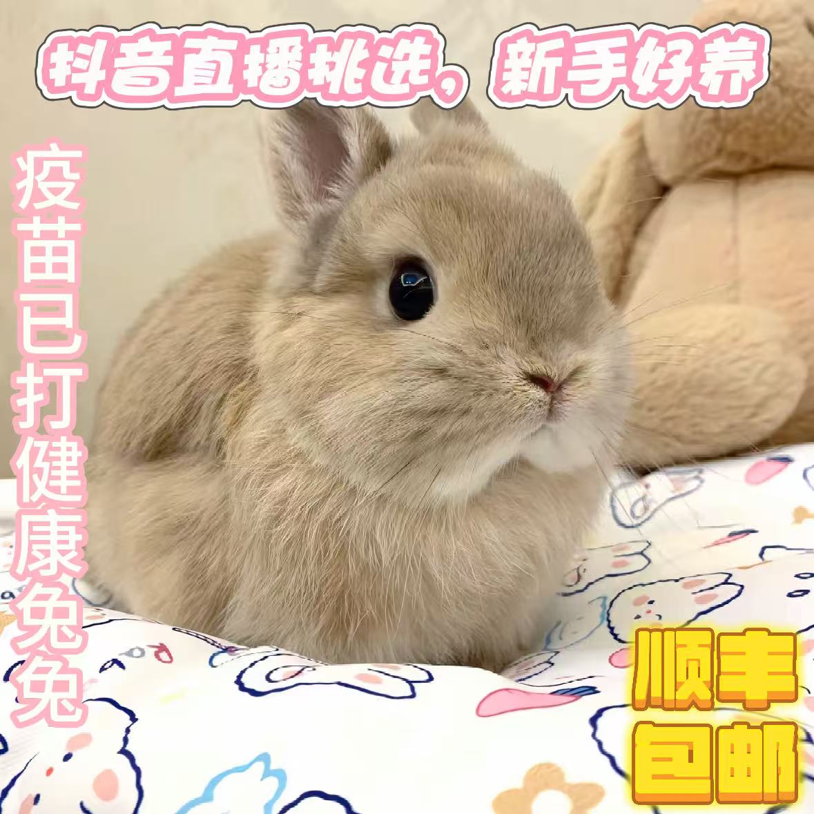 小体型长不大侏儒垂耳兔活体适合家庭宿舍饲养的宠物兔
