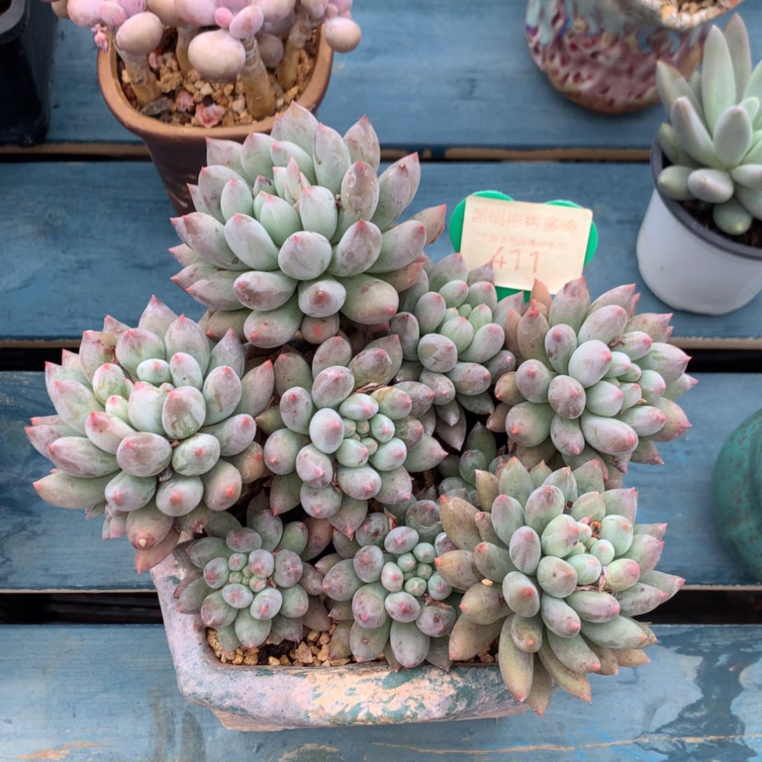 所罗门老桩无砍411