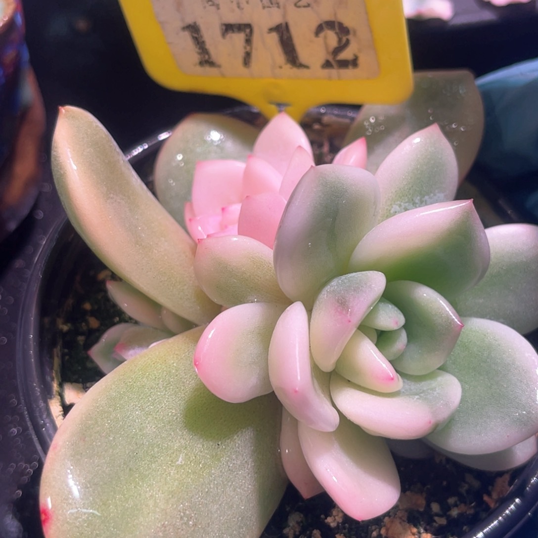 多肉特价梦露锦1712