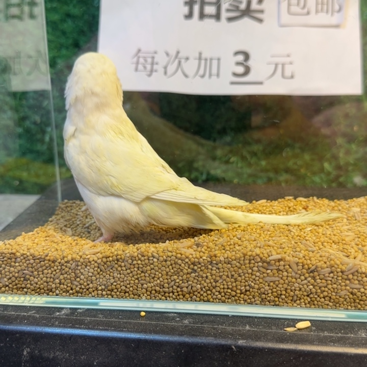 虎皮鹦鹉大头虎皮鹦鹉