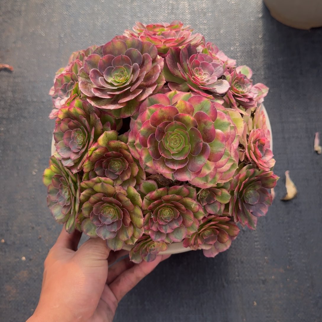 饭***饭无花朵xbxbdbdbddbdbdb