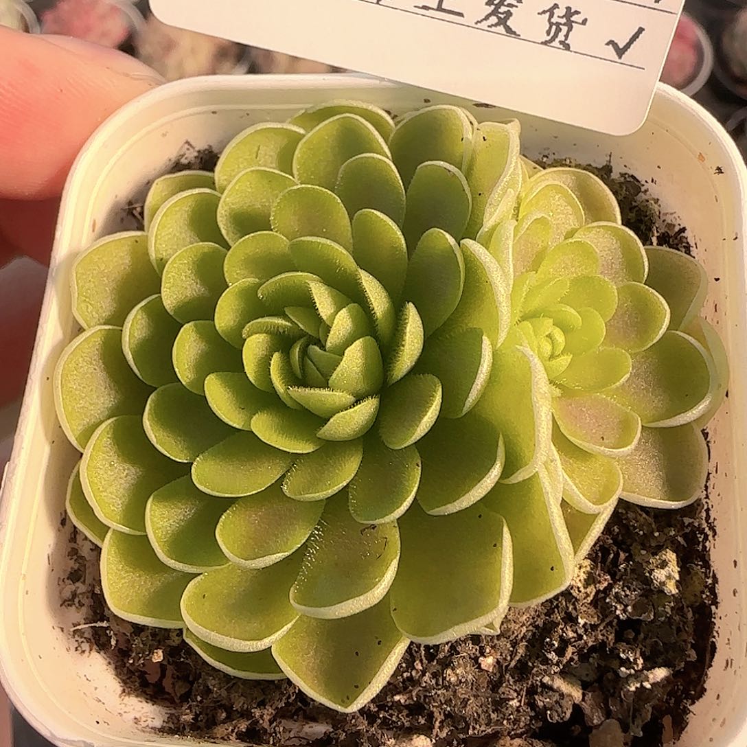 多肉1204-191捕虫堇