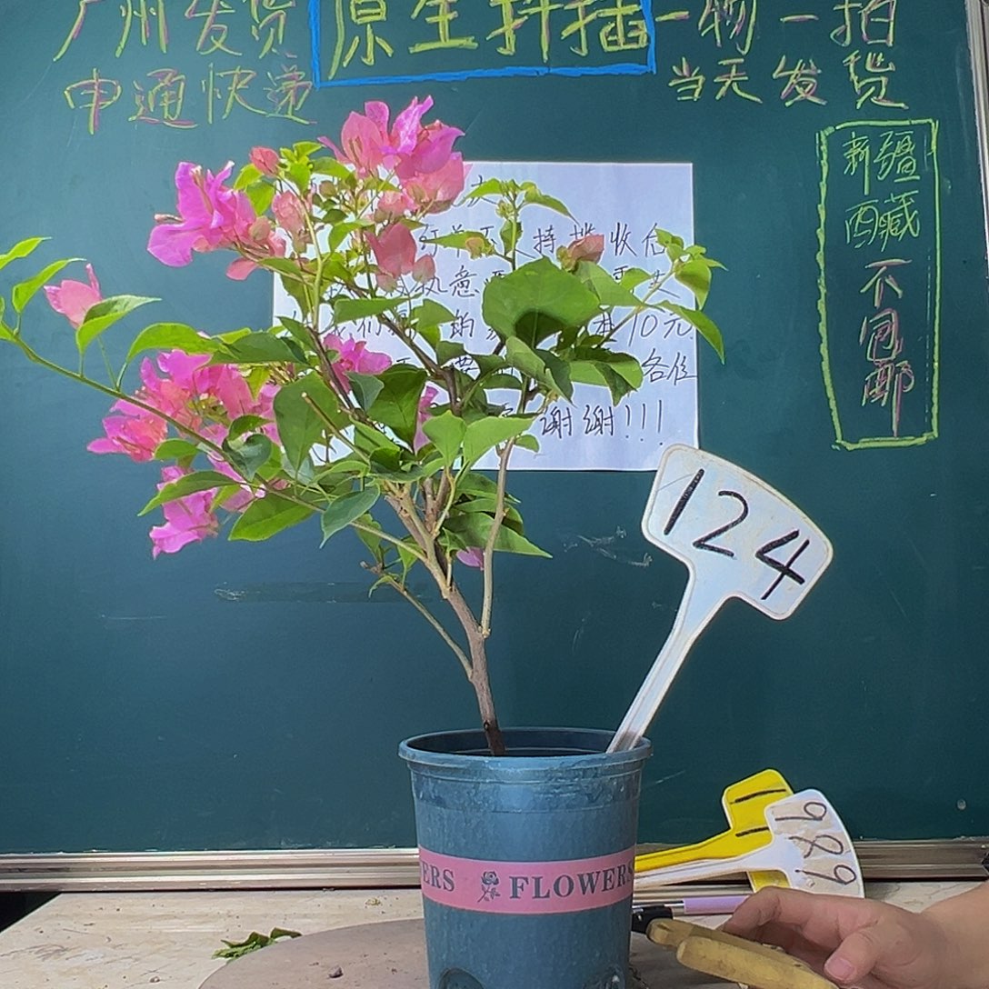 当前无花栽培后可以开花橙粉公主 124