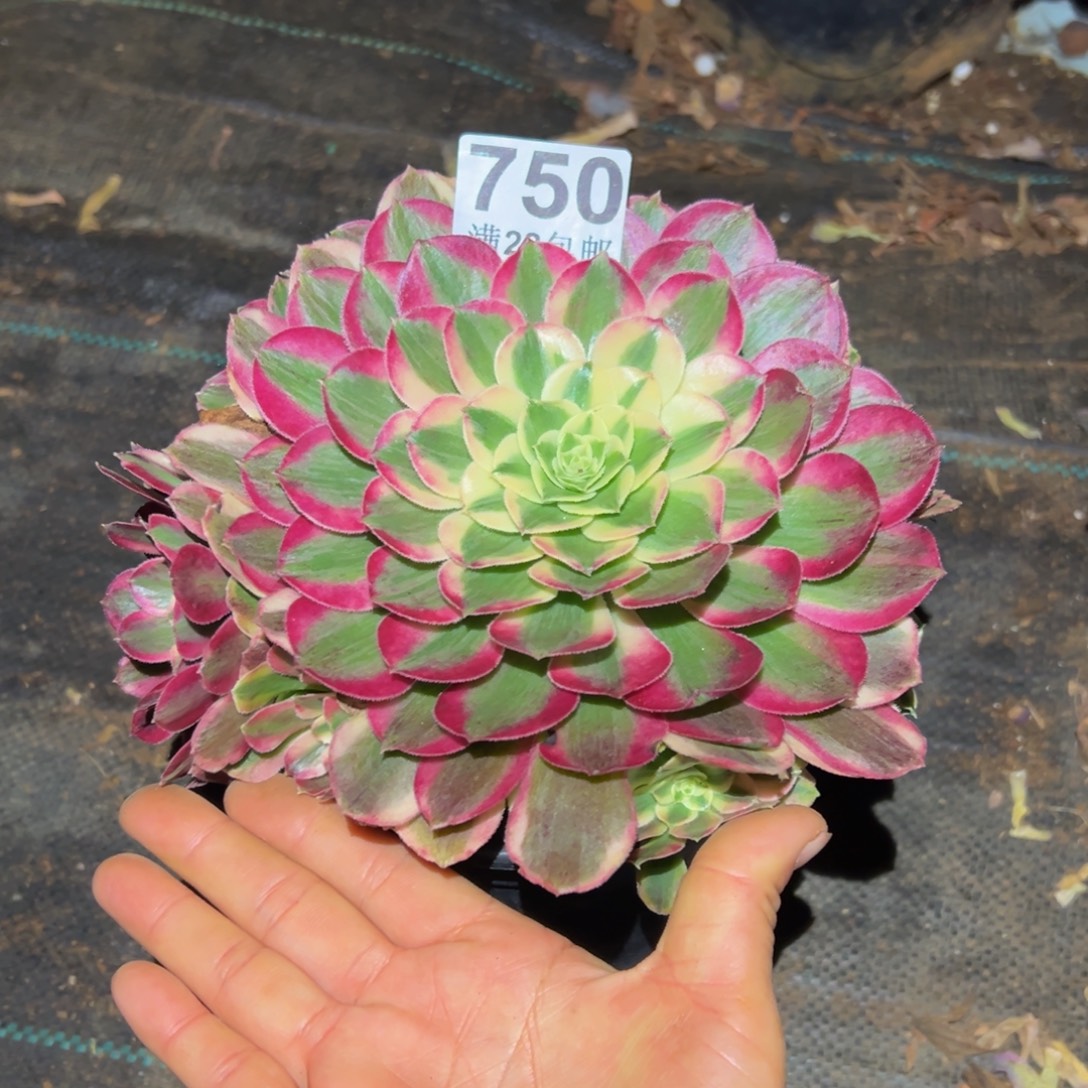 多肉植物750孔雀翎