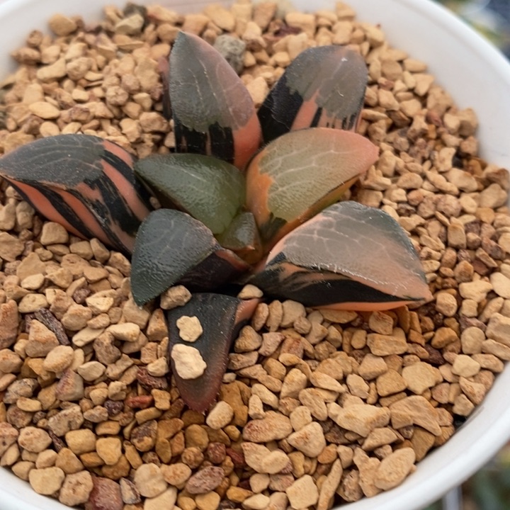 75号丘比特锦多肉