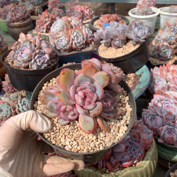 花花花花花花花花花