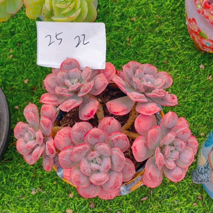 谢谢你的支持000025