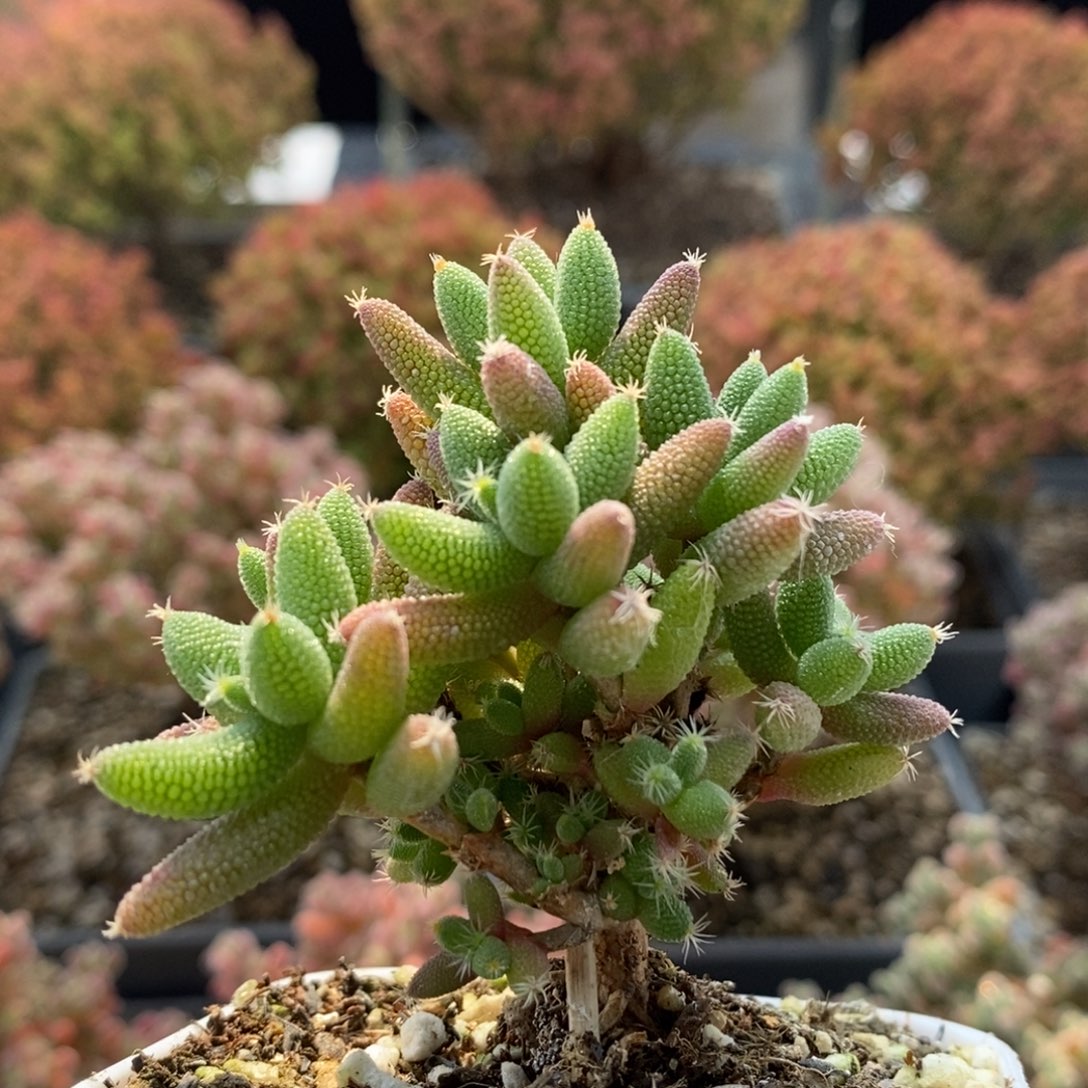 实生玉米5139枝干番杏