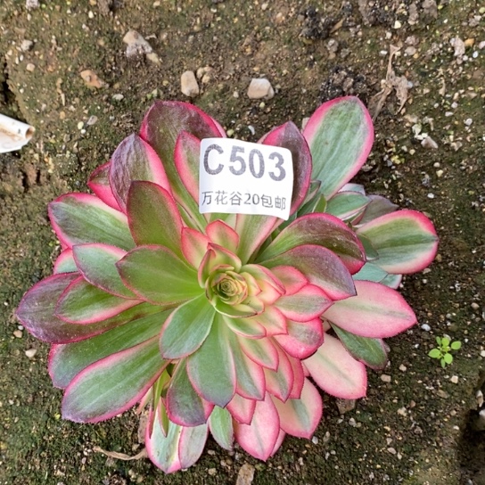 503黑魔锦多肉植物