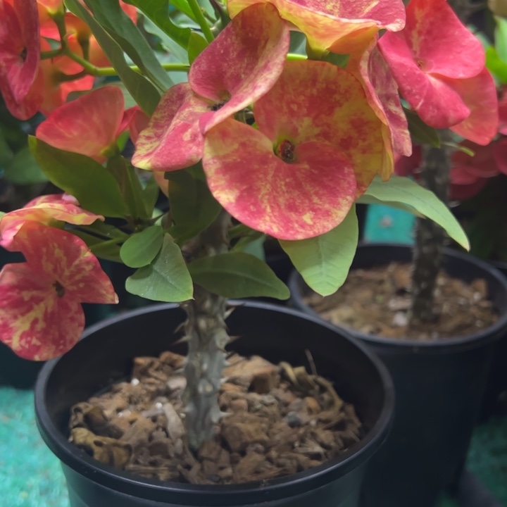 泰品嫁接一物一拍