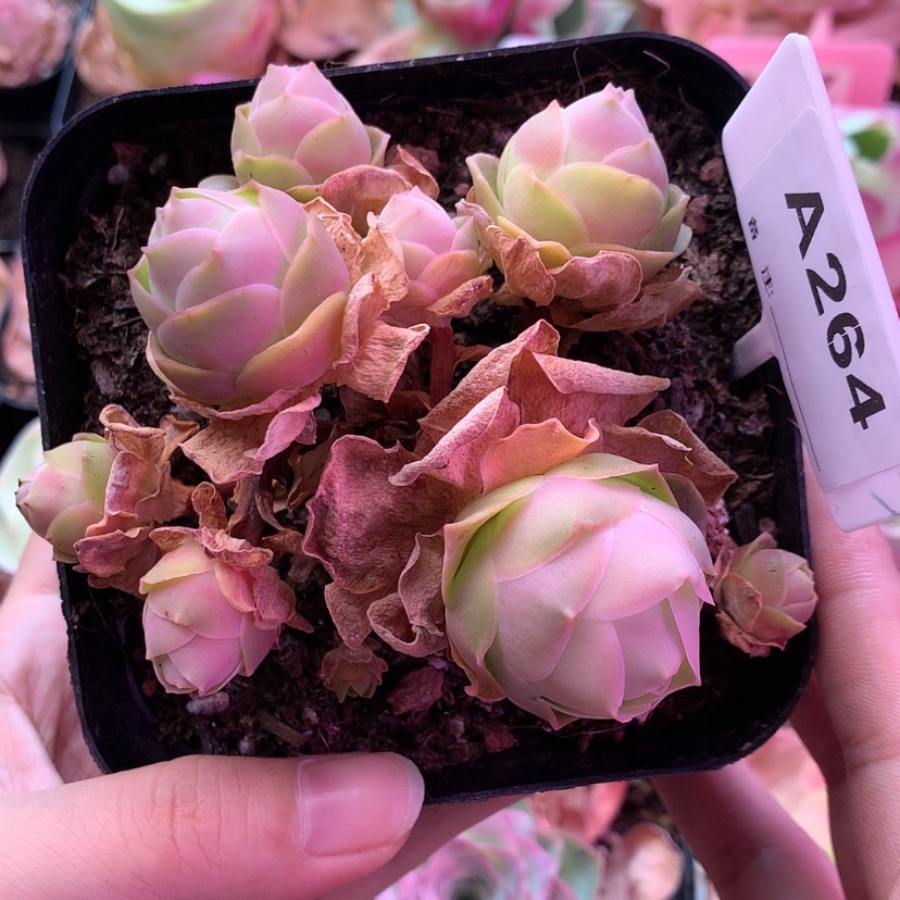 【闪购商品】福利264