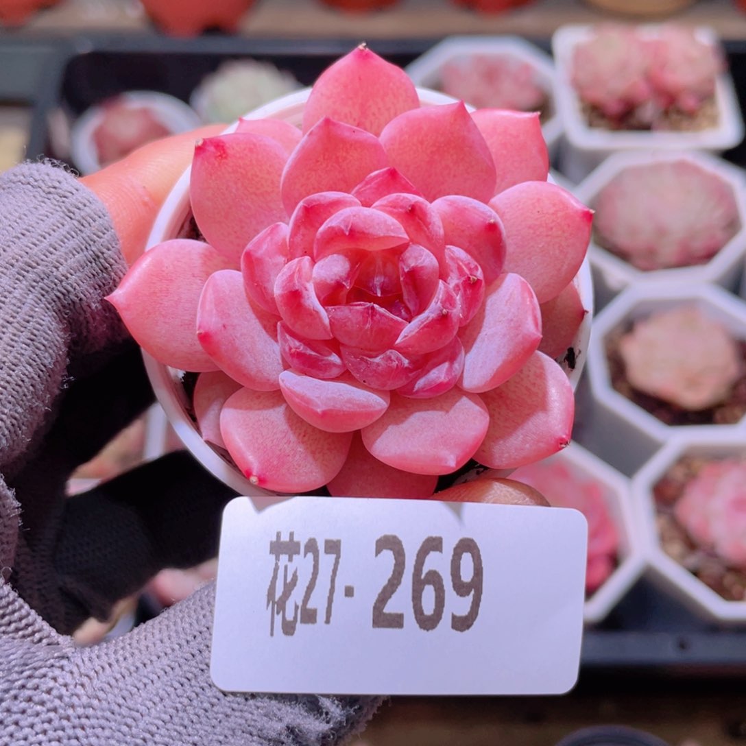 花利美27-269果汁