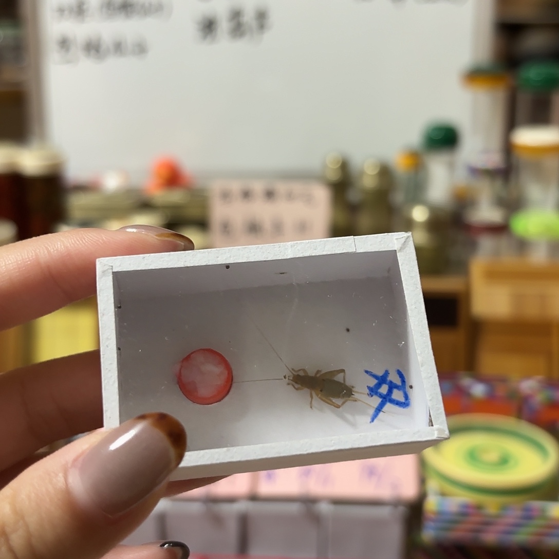 双痣一条不包断须尾