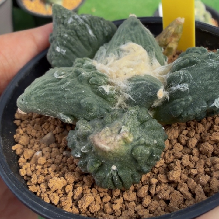 边境老头的大河豚怒