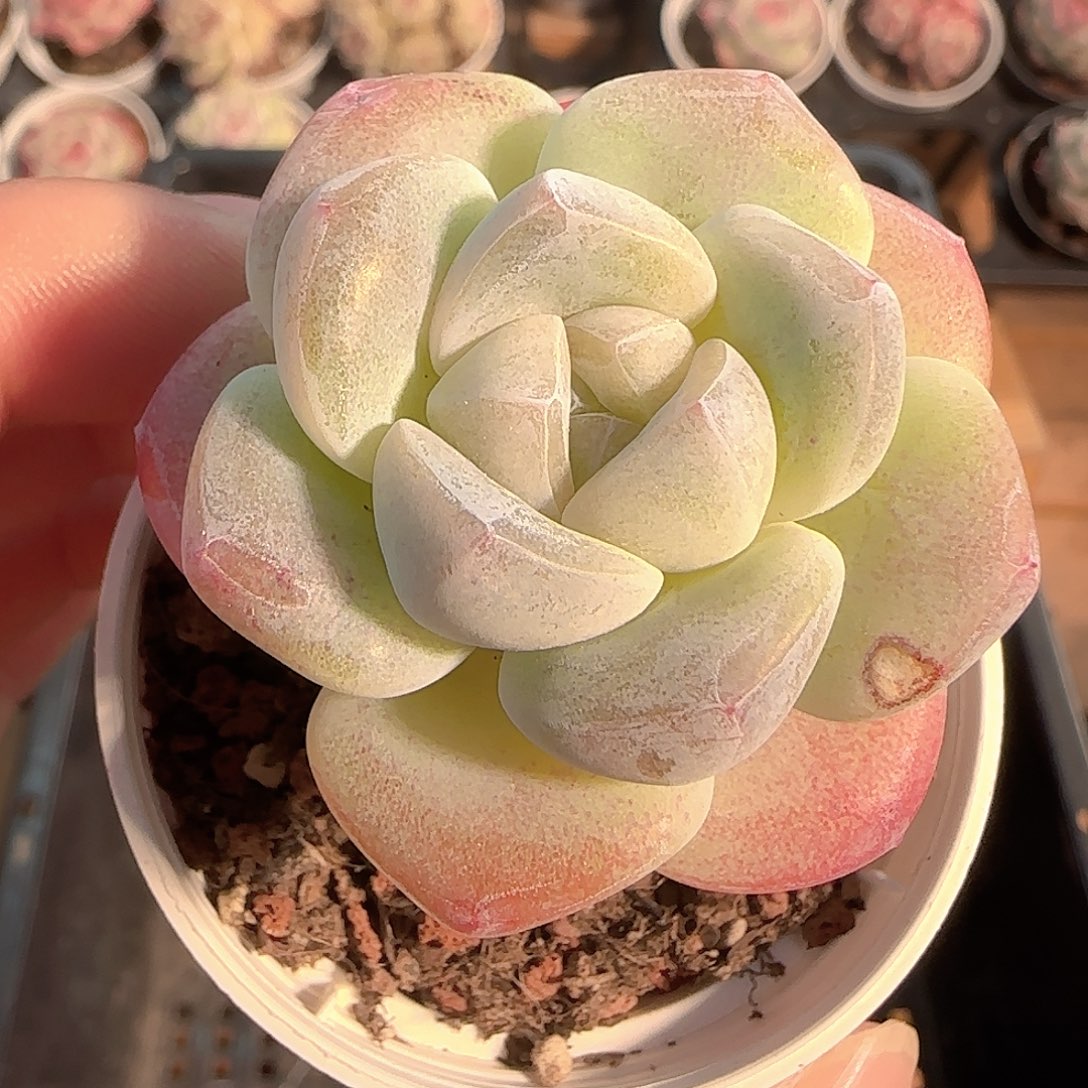 多肉1130-202冰玉