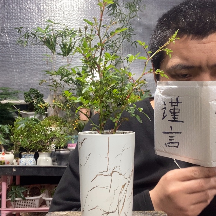 以实际为准盆景绿植盆栽48