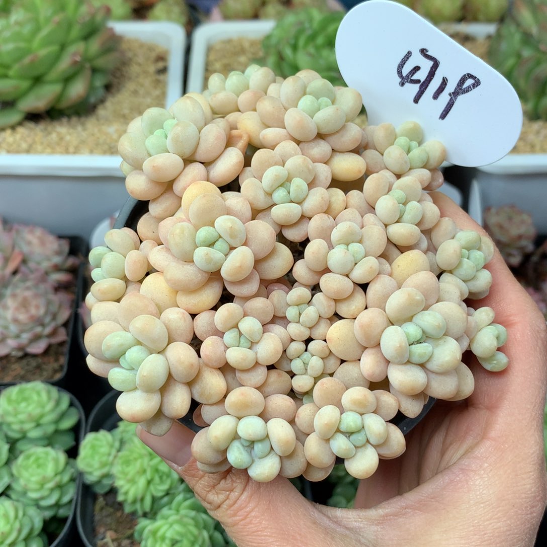 鱼子酱捧花群4719