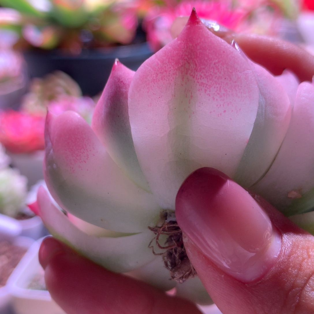 陆***熠女美月嫁接木木木