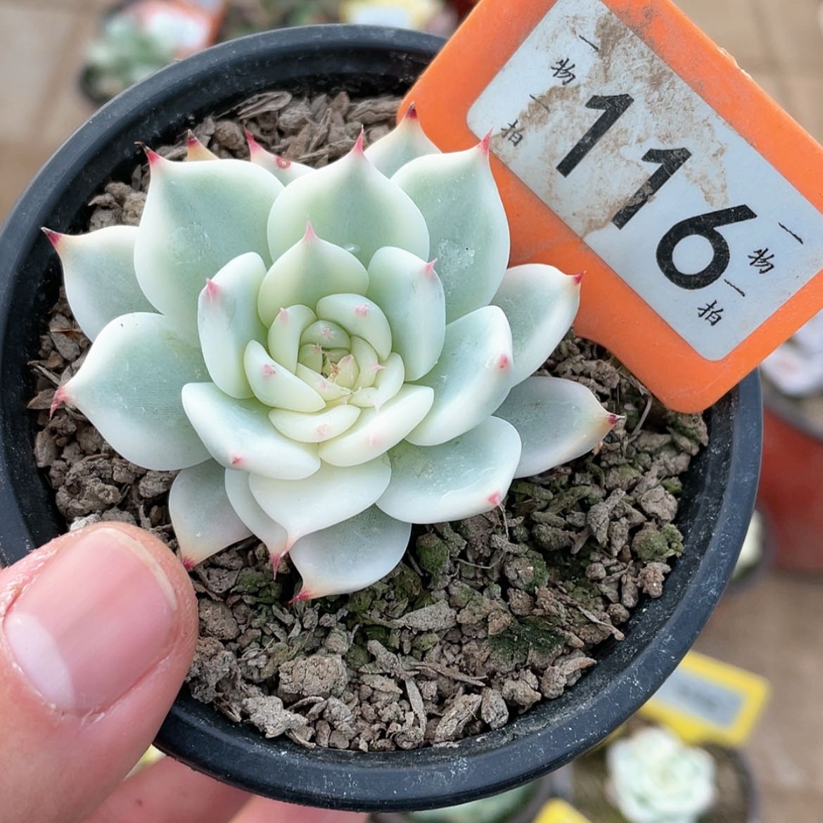 【闪购商品】116号