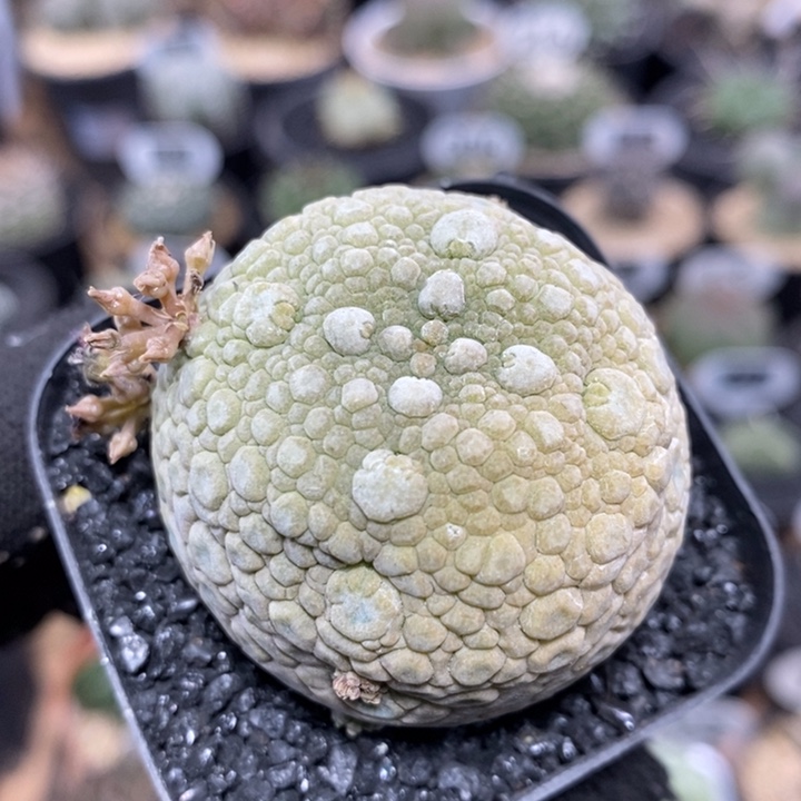 实生凝蹄玉57号4.3cm