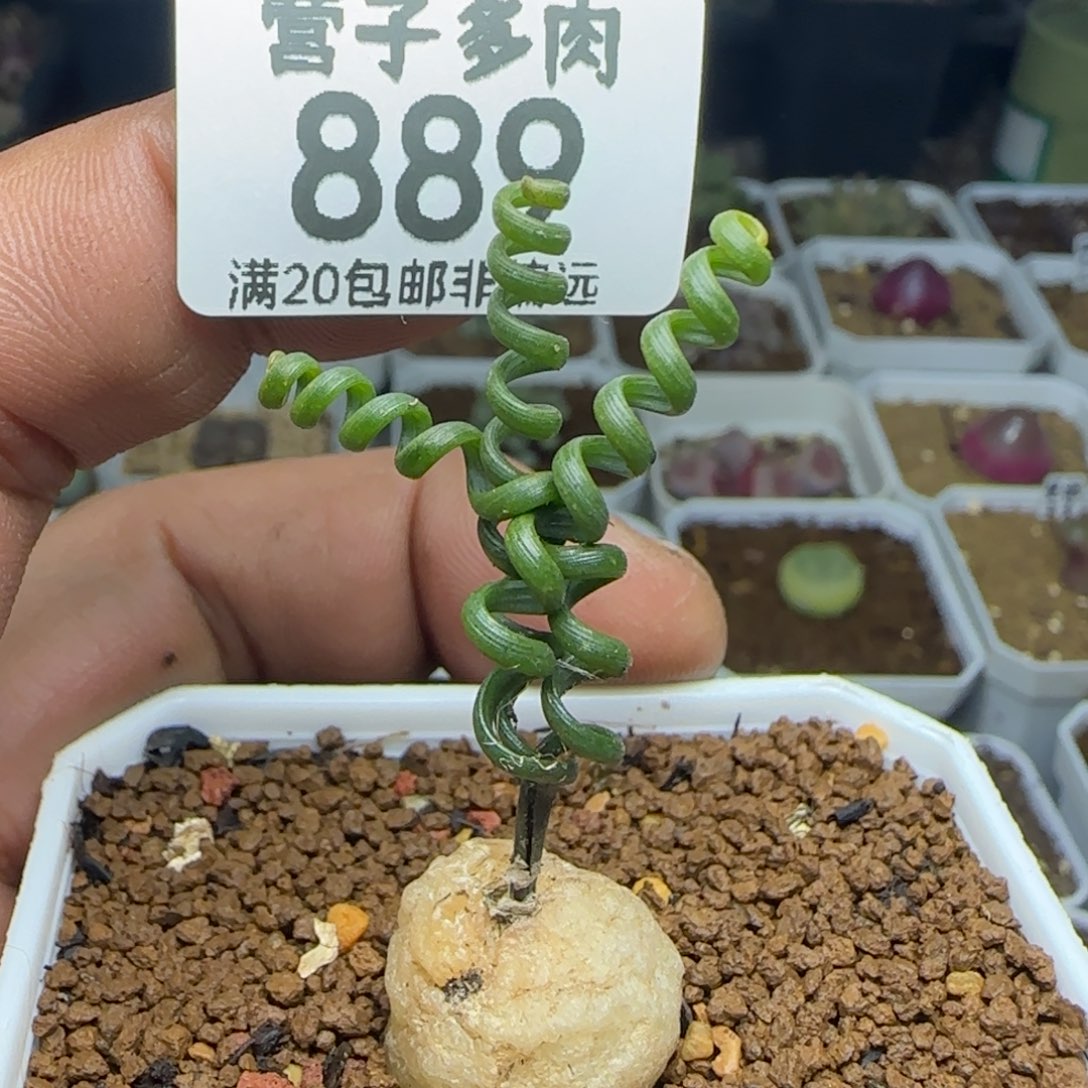 钢丝弹簧草。          
