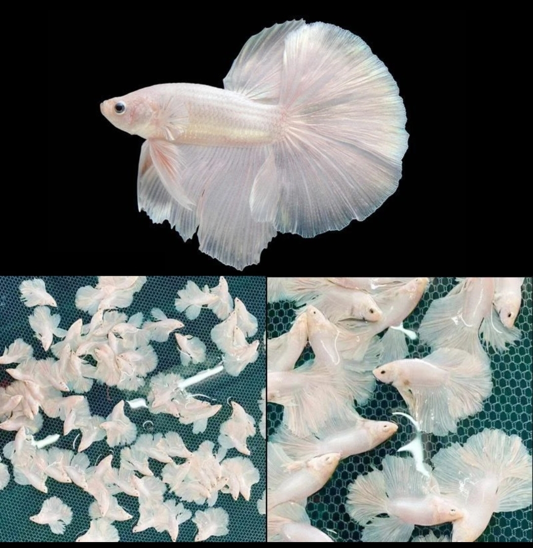 C15（337-360）泰国斗鱼活体精品观赏鱼活体（直播间选鱼）