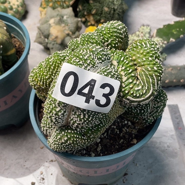 完全开放043面包缀