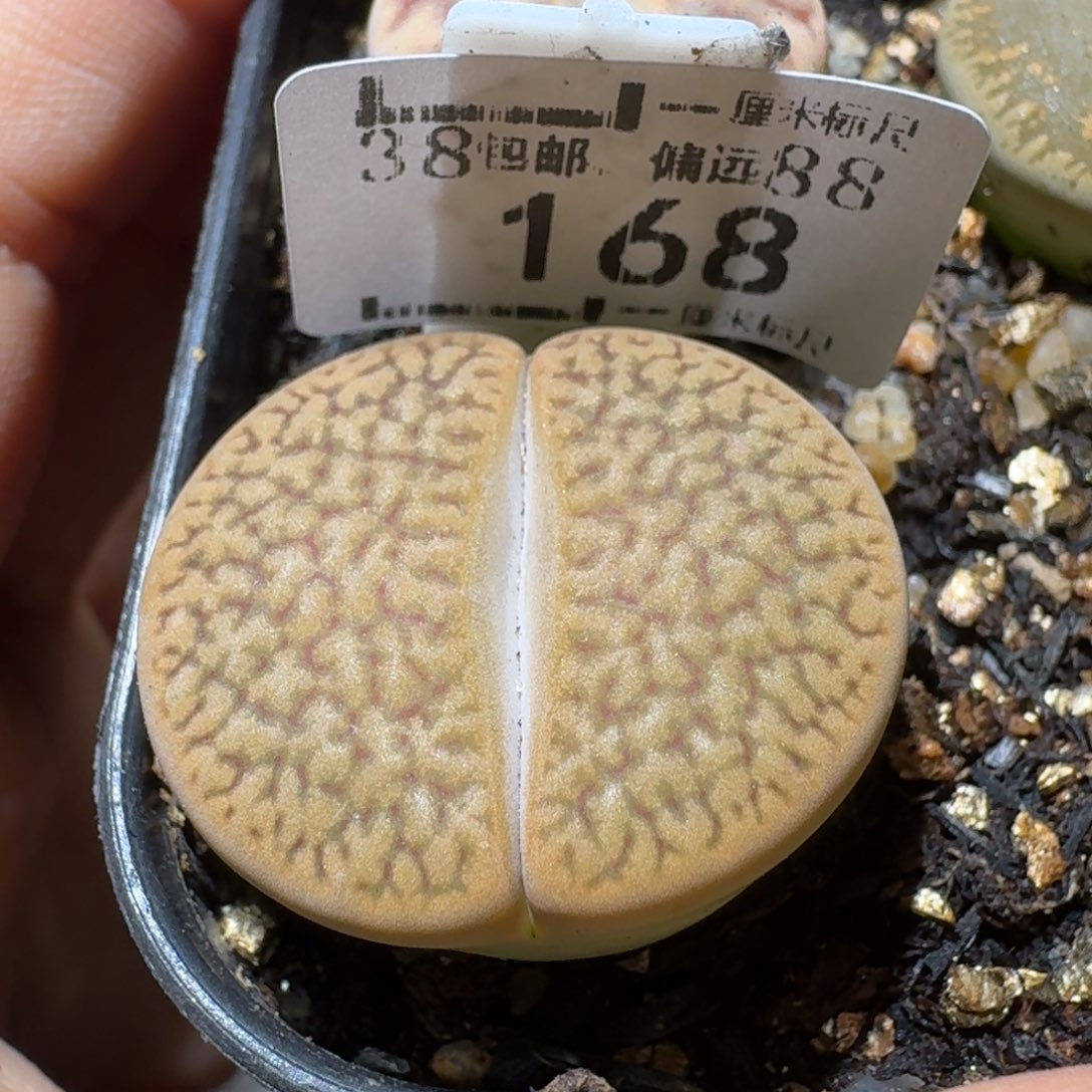 Sss清货了全便宜了168