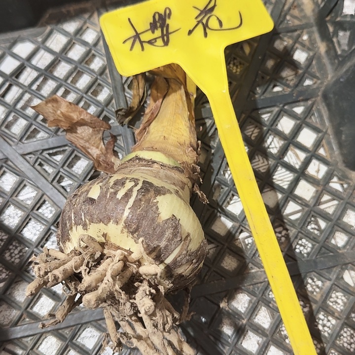樱花直径7+基地球