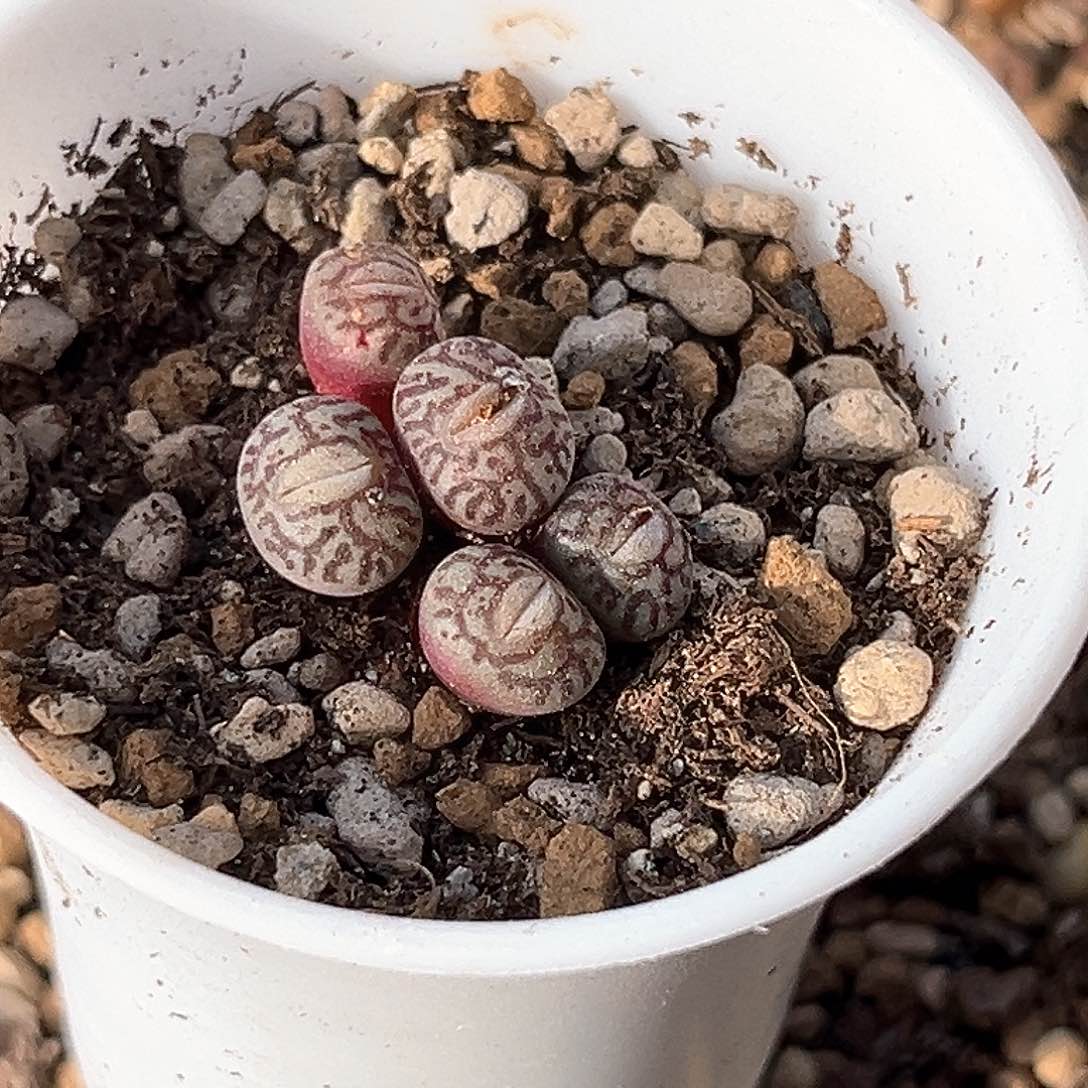 多肉植物满58包邮^_^