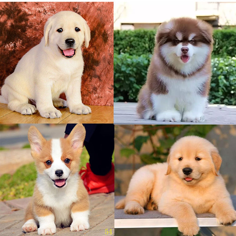 （五姐犬舍）沙滩金 金毛幼犬 阿拉斯加 拉布拉多 柯基 哈士奇柴犬