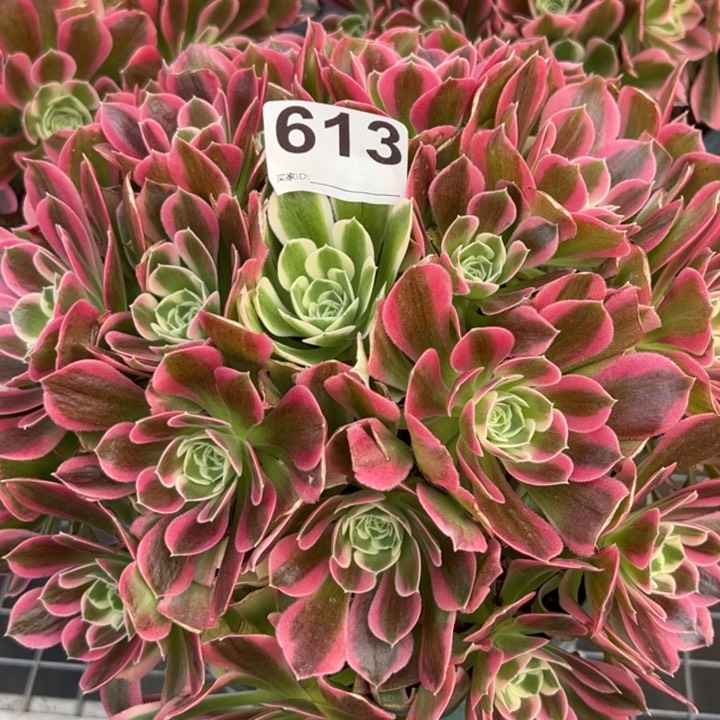 613白凤25厘米左右