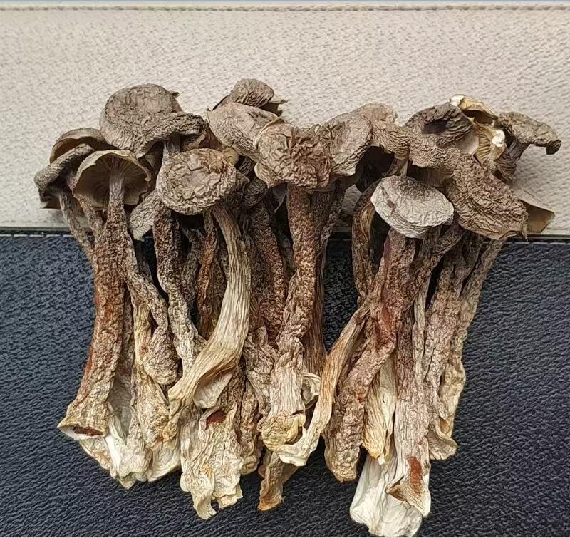 云南农家鹿茸菇鲜干货香脆嫩可爆炒炖汤无硫无添加