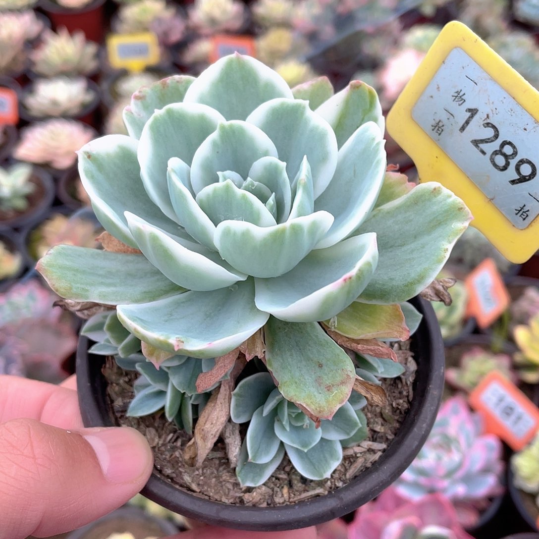 柠檬群手捧1289号