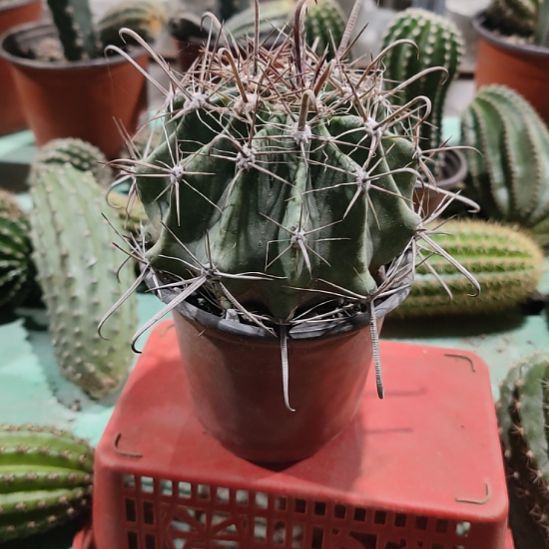 仙人球雎啾玉带根