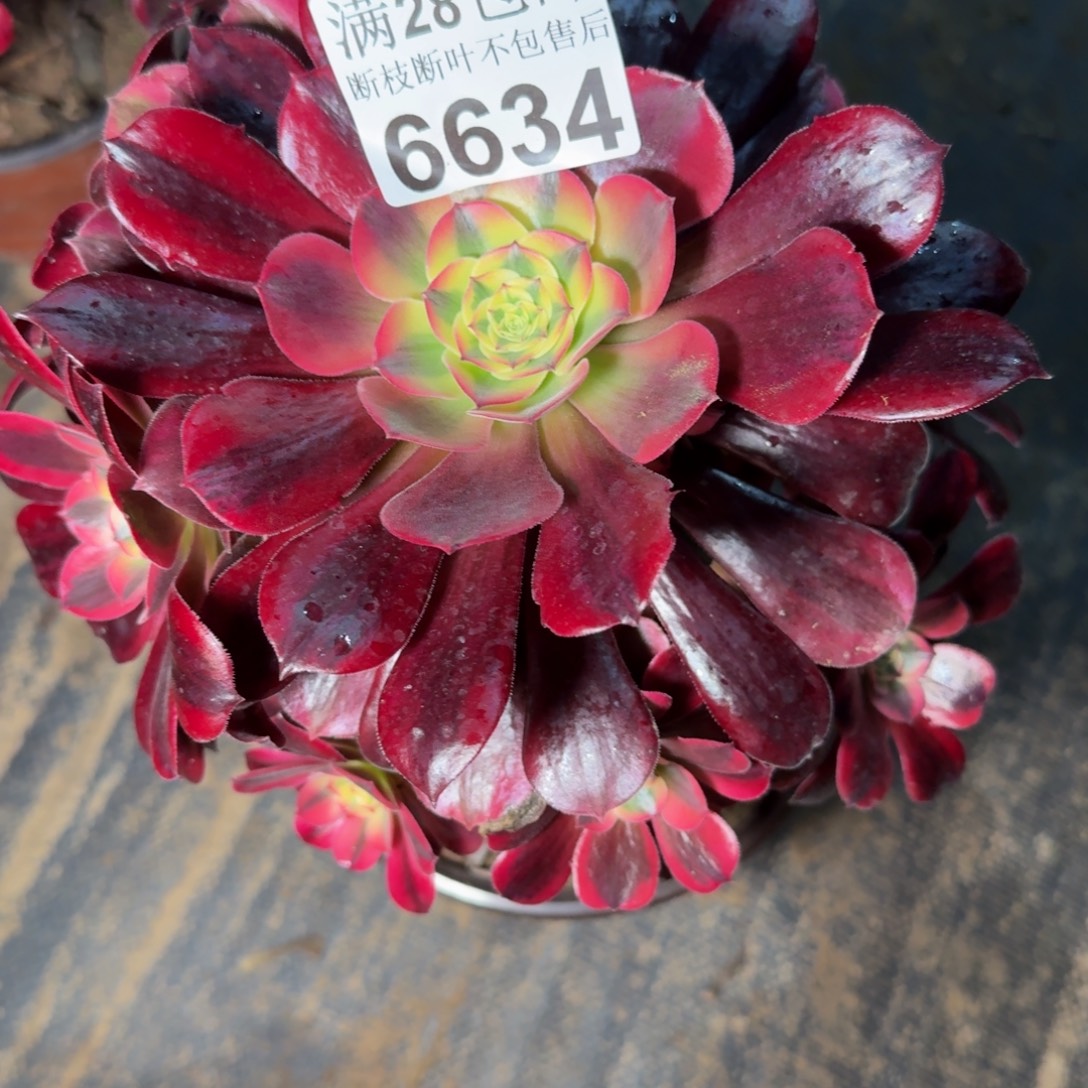 6634美杜莎多肉植物