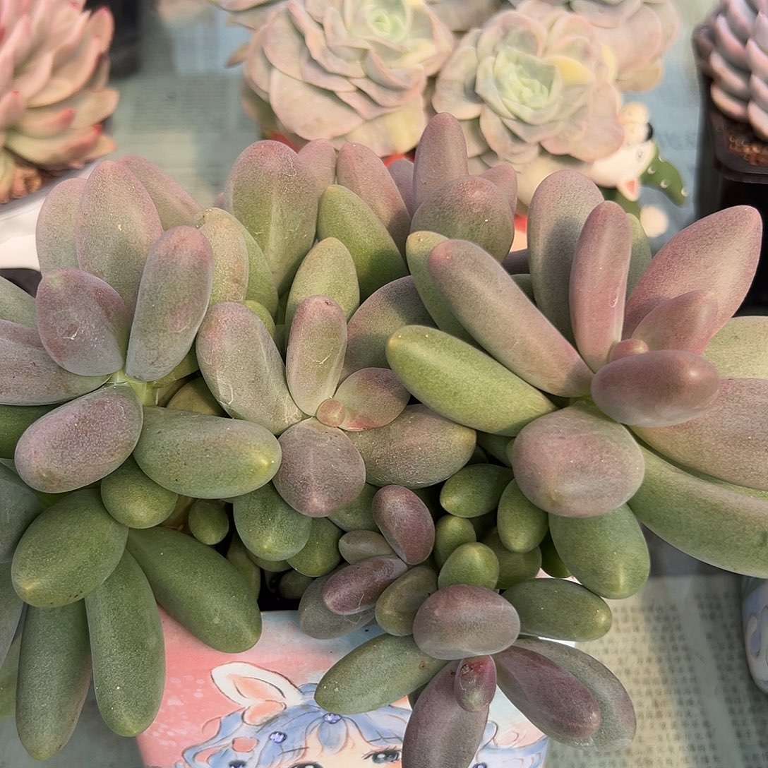 糖果美人一物一拍