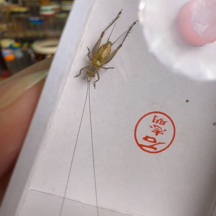 漂亮b一只合适好看