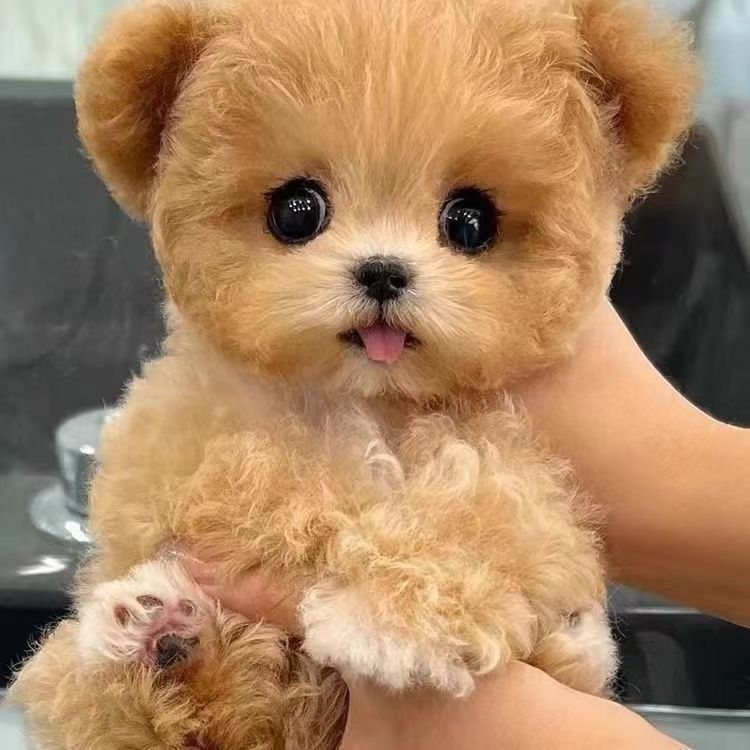 泰迪熊比熊泰迪等活体狗狗通用链接