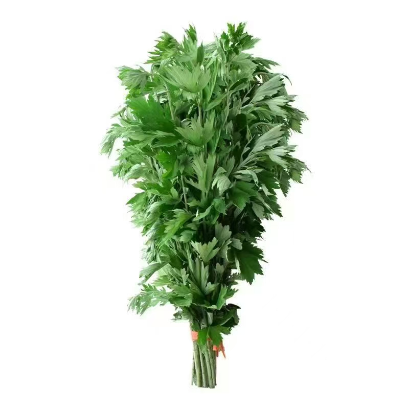 端午节新鲜大叶艾草可用于洗澡泡澡泡脚