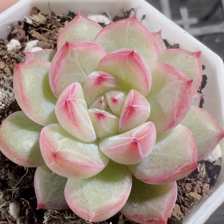 雪花珍妮精品多肉植物