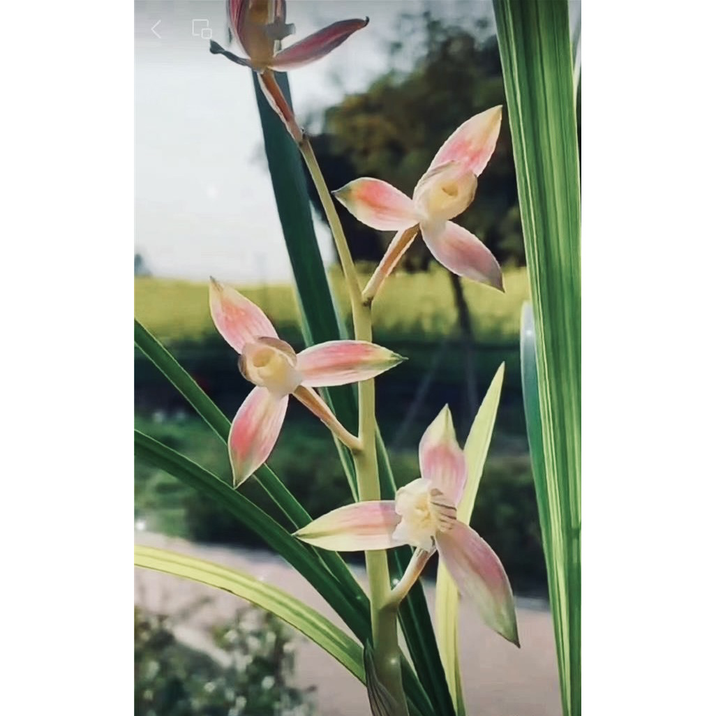 【七彩红霞】春剑名品 2苗花开浓香 好养易活 对版